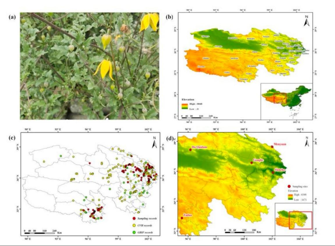 b559584305b94814b3cf247a970e00f3.png b559584305b94814b3cf247a970e00f3.png